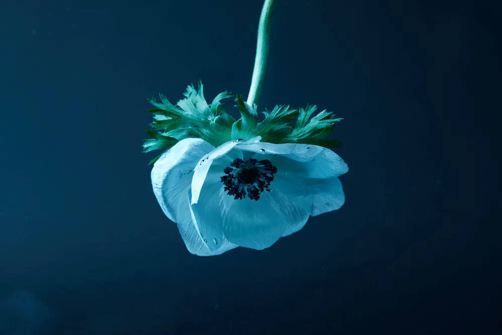 Zoom Flower Upside Down Wallpaper