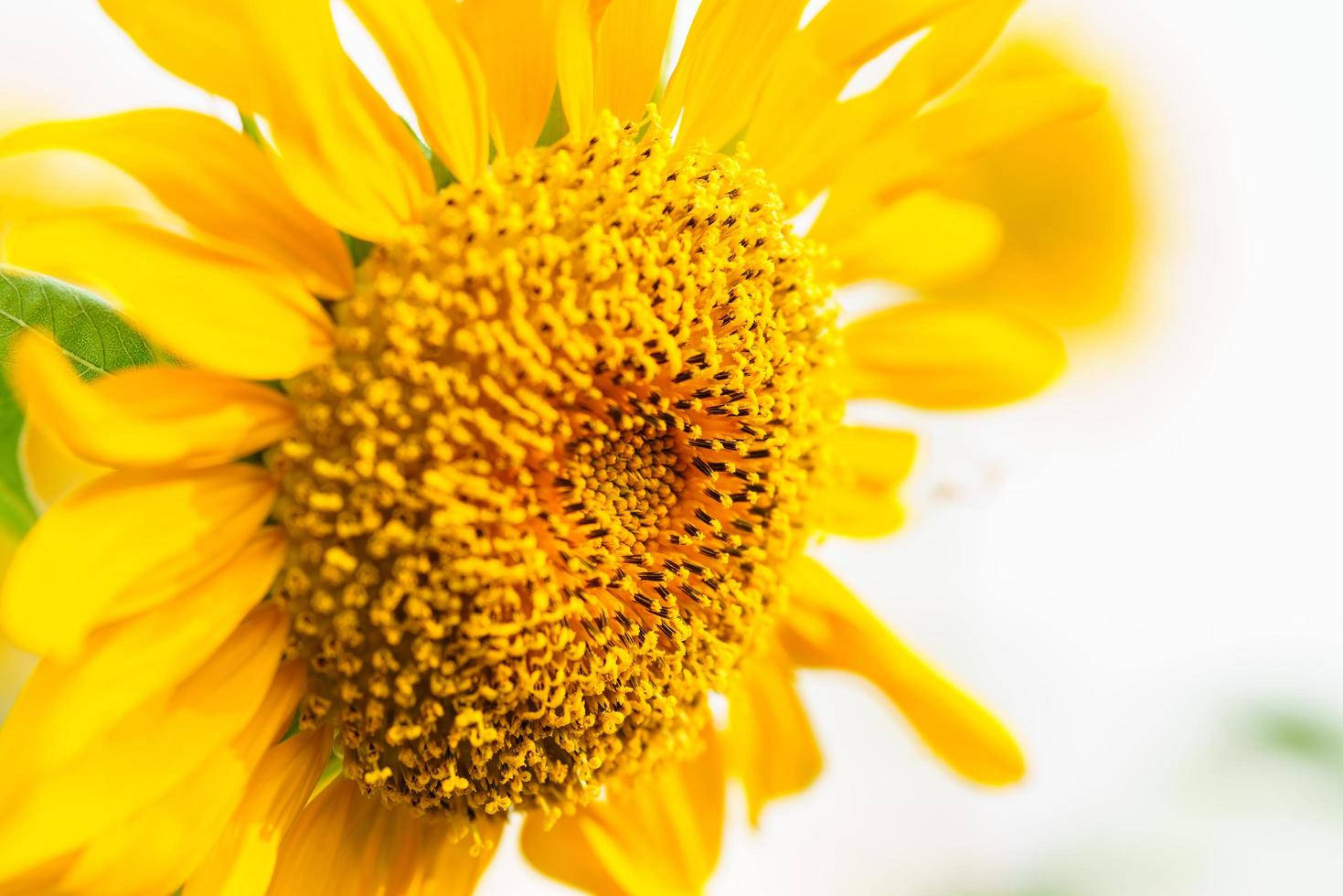 Zoom Flower Yellow Sunflower Seeds Wallpaper