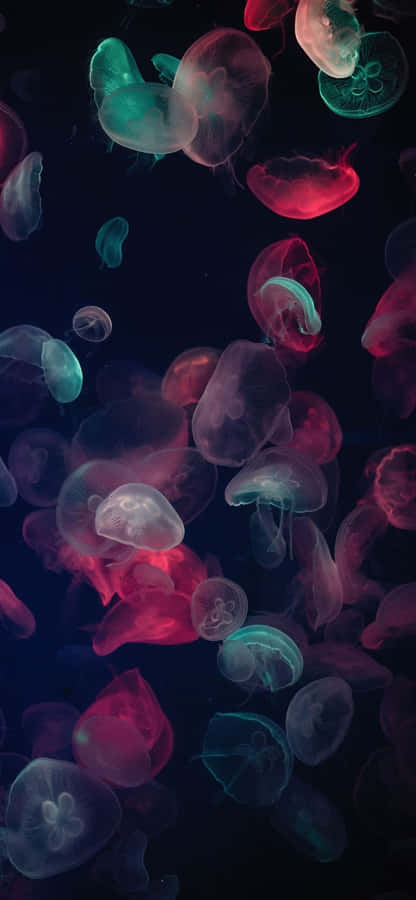 1170x2532 Resolution Muticolored Jellyfish Wallpaper