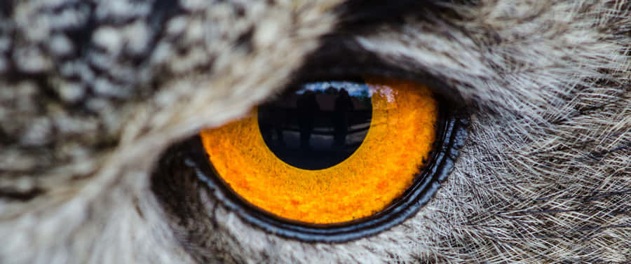 3440x1440 Animal Yellow Owl Eye Wallpaper