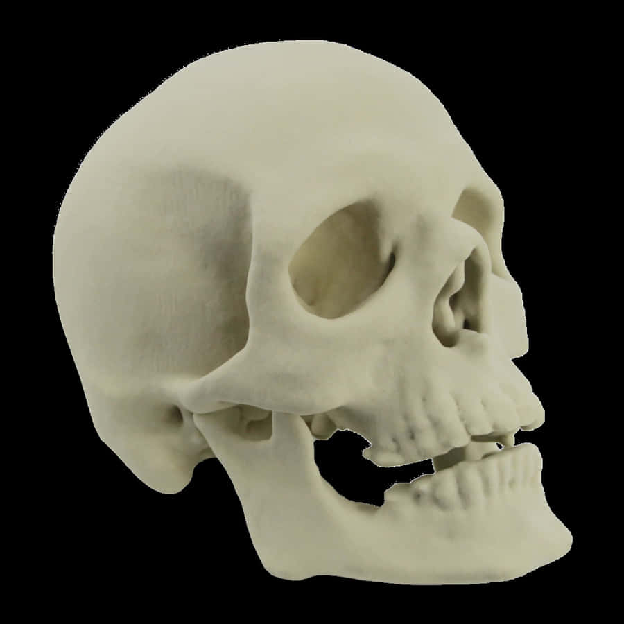 3d Skull Artwork Wallpaper