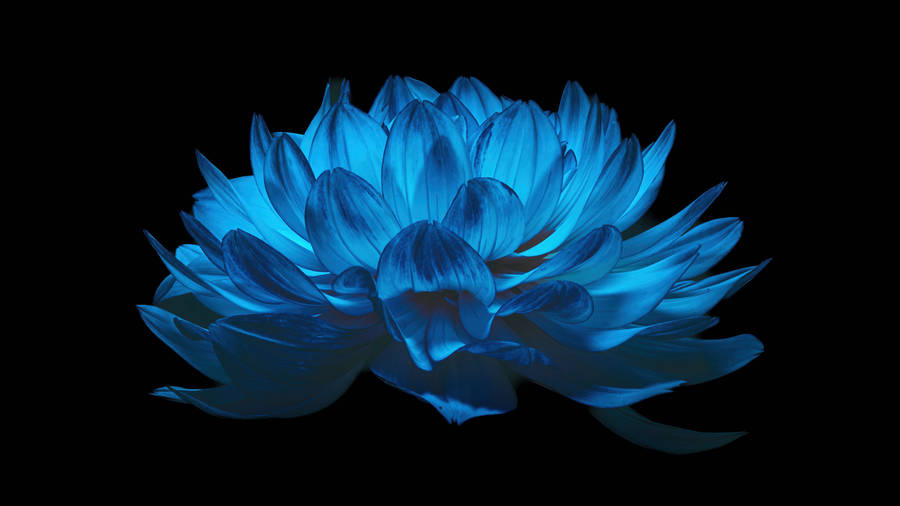 4d Ultra Hd Floating Lotus Flower Wallpaper