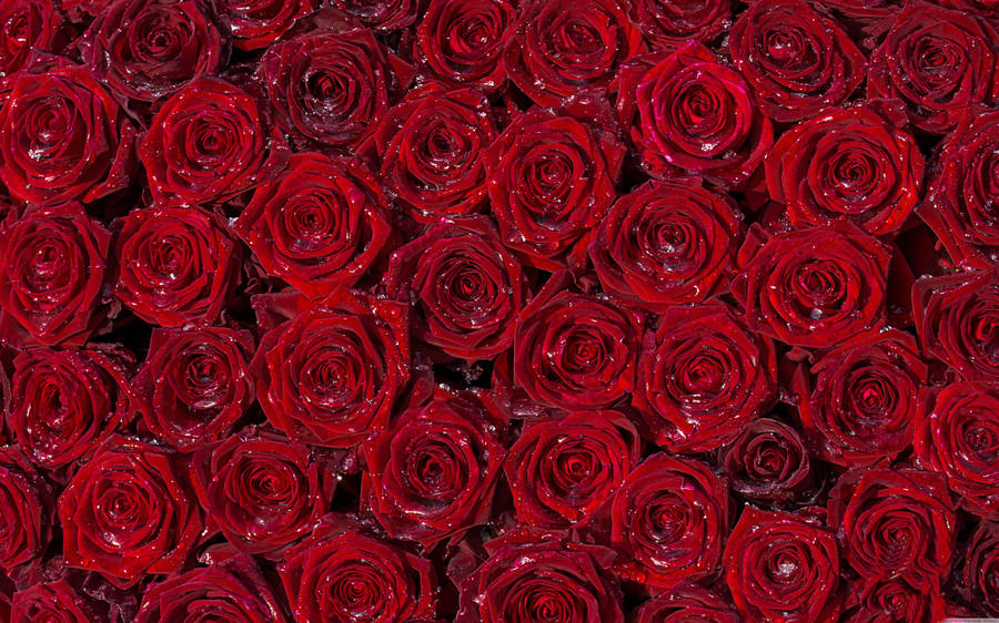 4k Arranged Red Roses Wallpaper