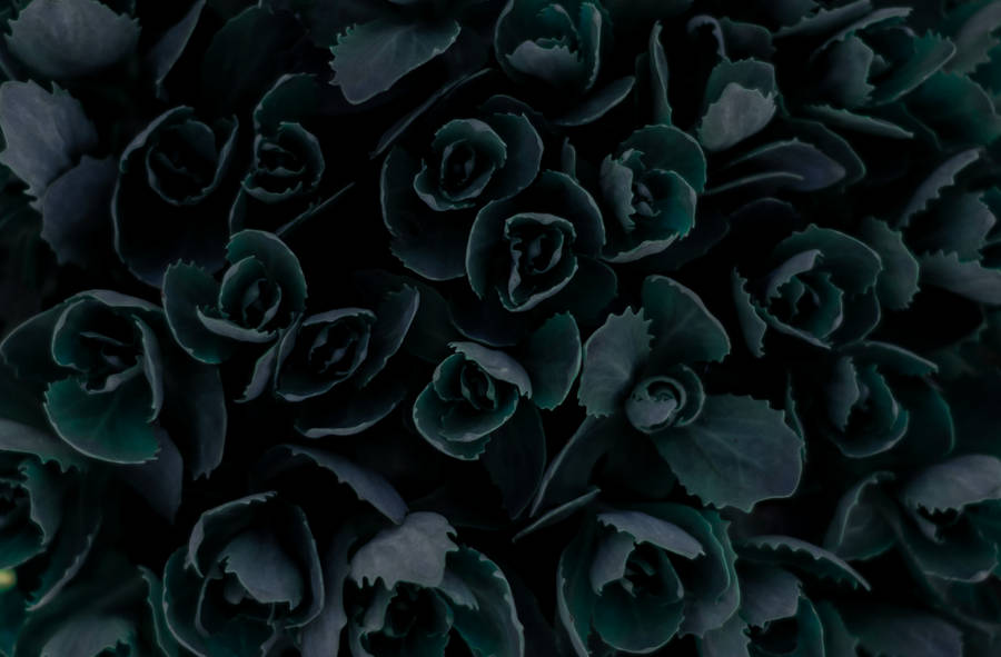 4k Black Plants Wallpaper