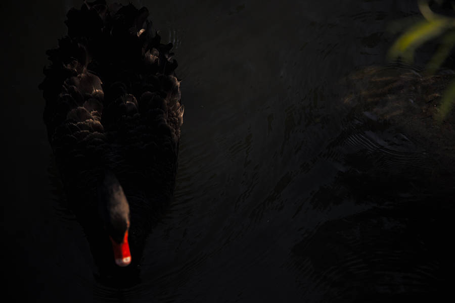 4k Black Swan On Pond Wallpaper
