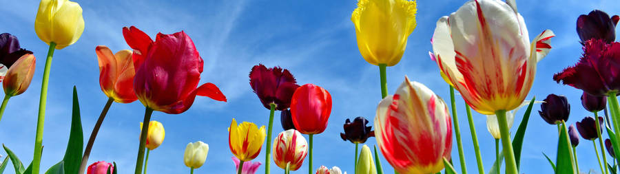 4k Dual Monitor Flowers On Field Wallpaper