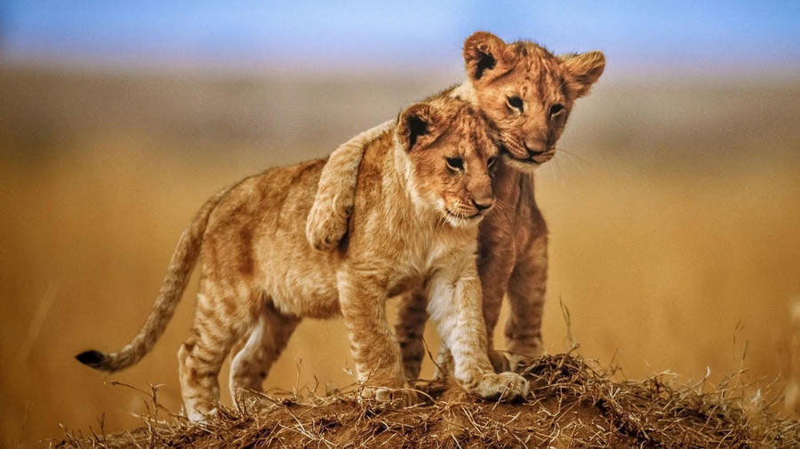 4k Laptop Lion Cub Brothers Wallpaper