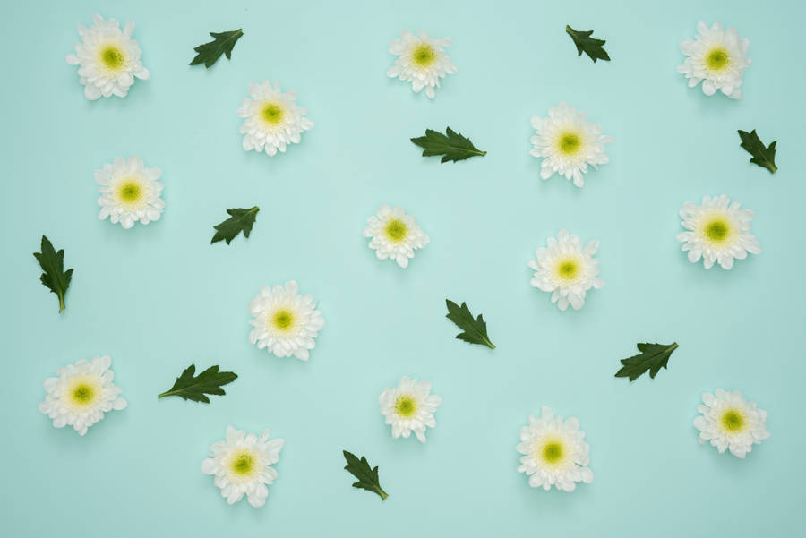 4k Tablet Mint Green Daisies Wallpaper