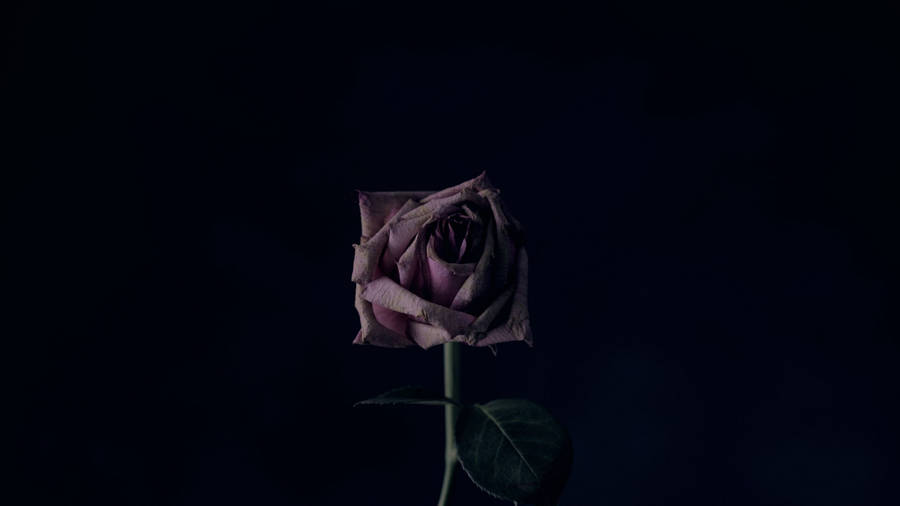 4k Withered Rose Wallpaper