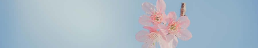 7680 X 1440 Pink Flower Wallpaper
