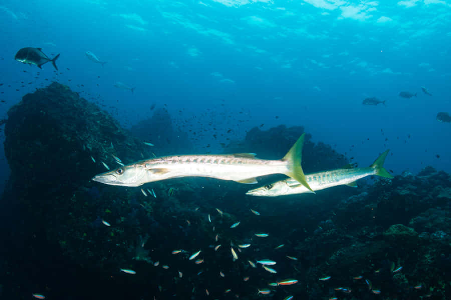 A Barracuda Swim In Tropical Waters Wallpaper