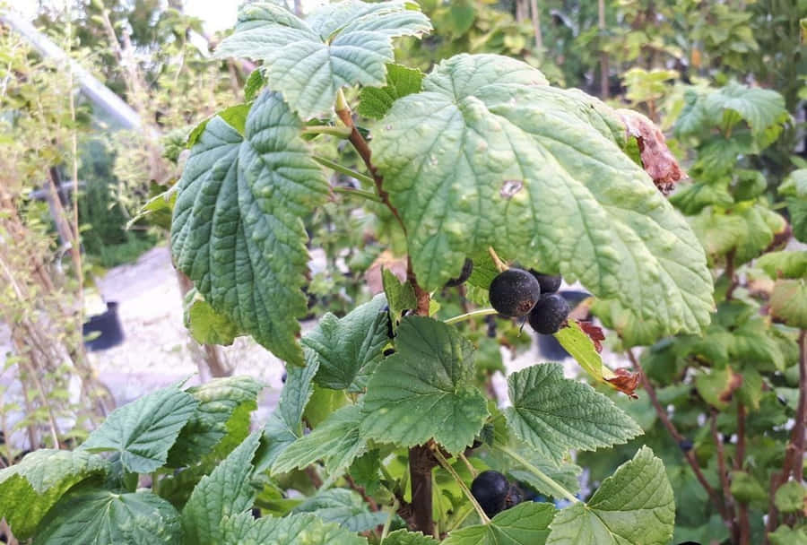 A Basket Full Of Freshly Picked Black Currants, Ready To Be Turned Into A Delicious Dessert!