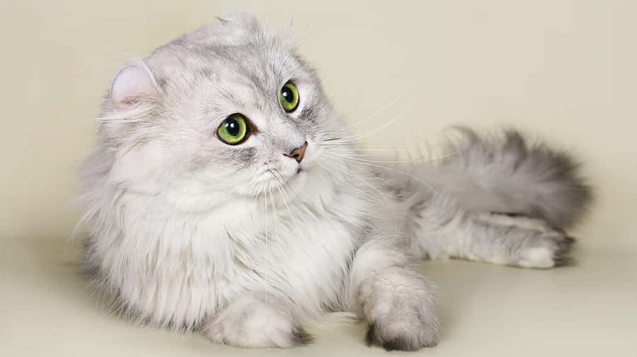 A Beautiful Adult American Curl Cat Lounging At Home Wallpaper
