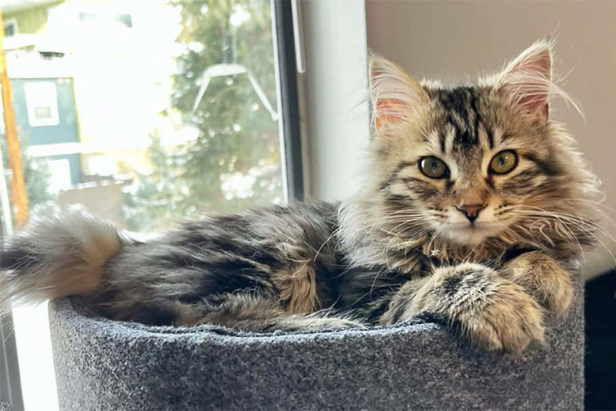 A Beautiful American Bobtail Cat Lounging In A Grassy Field Wallpaper