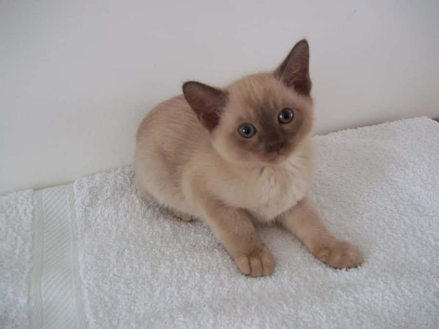 A Beautiful Burmese Cat With Intense Eyes Wallpaper