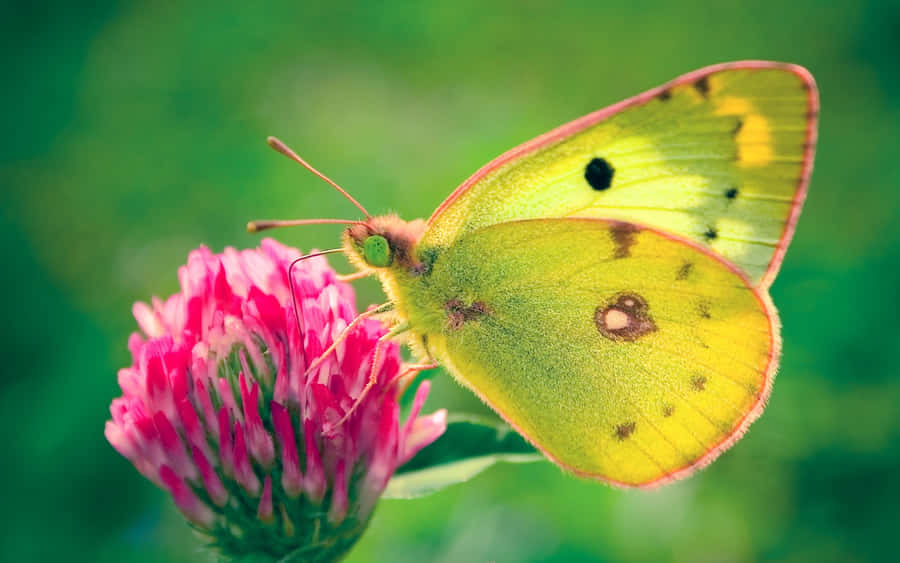 A Beautiful Butterfly Emerging From Its Chrysalis Wallpaper