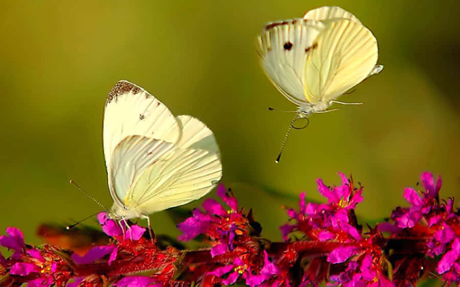 A Beautiful Butterfly Emerging From Its Chrysalis Wallpaper