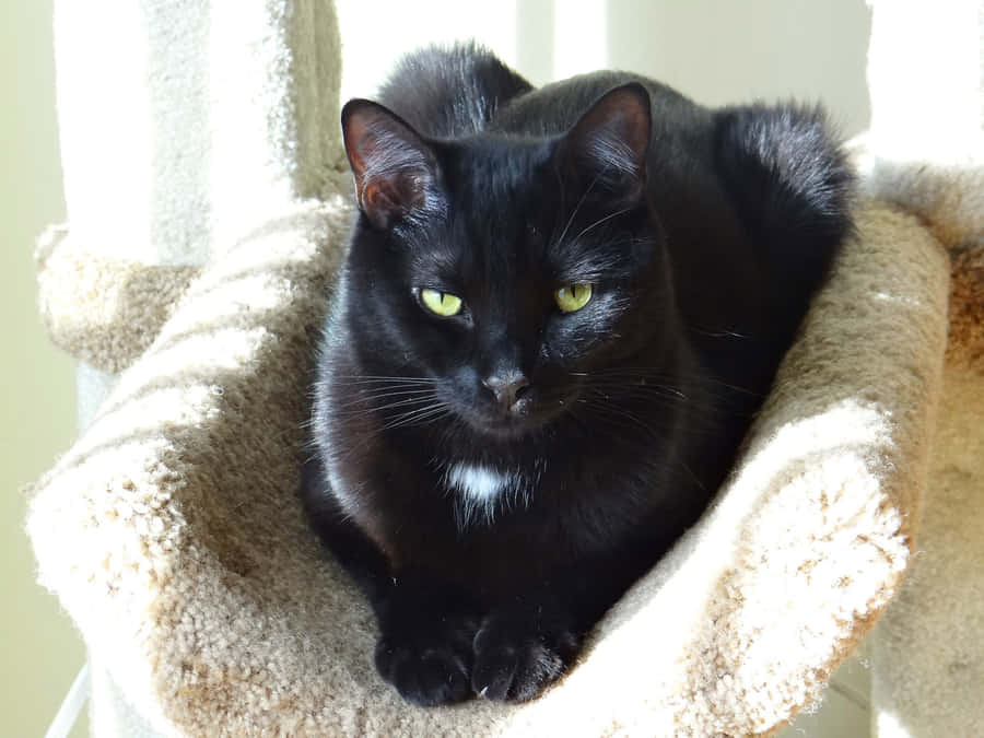 A Beautiful European Shorthair Cat Relaxing On A Wooden Surface Wallpaper