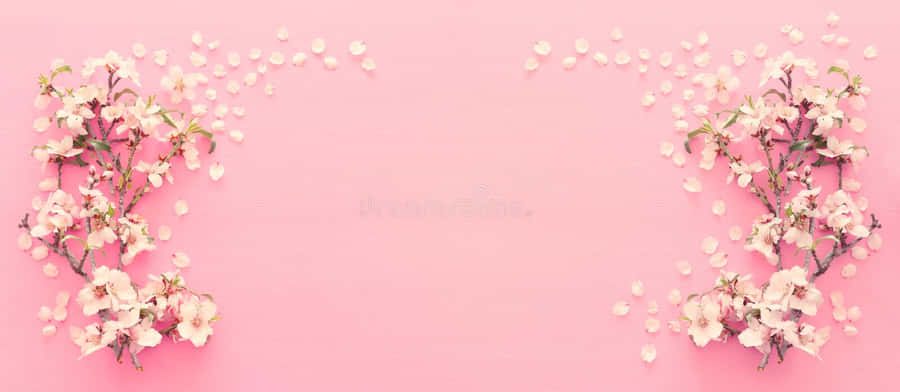 A Beautiful Field Of Pink Cherry Blossom Trees Wallpaper