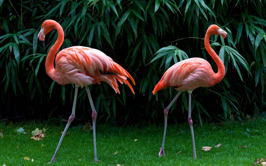 A Beautiful Flock Of Pink Flamingos Wallpaper