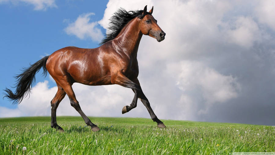 A Beautiful Horse Galloping Along A Sandy Beach Wallpaper