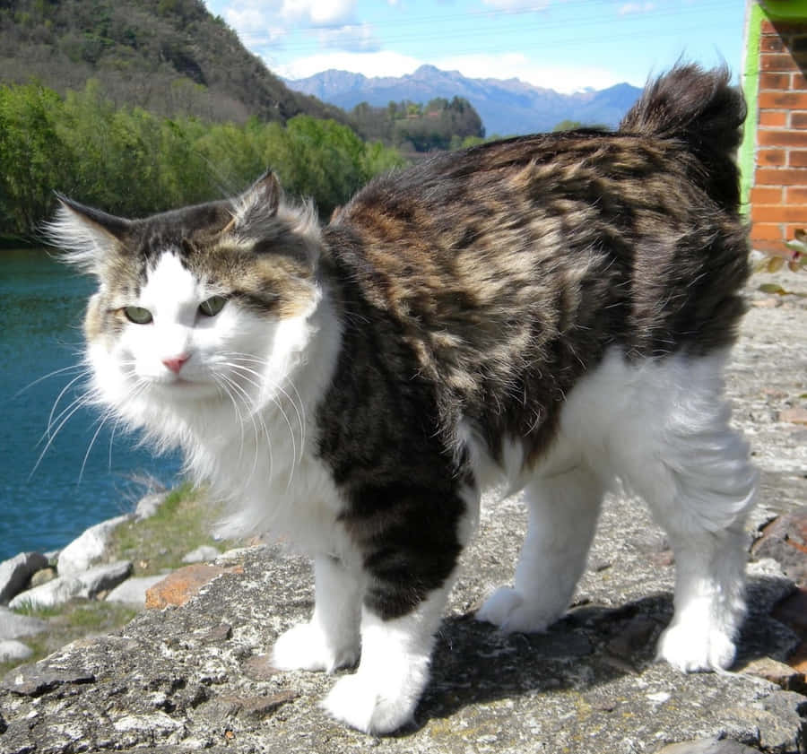 A Beautiful Kurilian Bobtail Cat Basking In Sunlight On A Wooden Floor Wallpaper