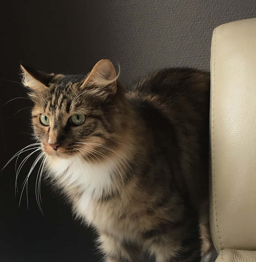 A Beautiful Kurilian Bobtail Cat Resting On A Sunny Day Outdoors Wallpaper