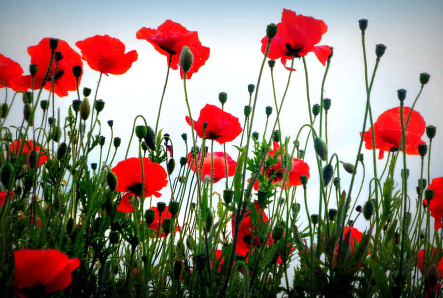 A Beautiful Landscape Of A Blooming Poppy Field Under The Captivating Blue Sky. Wallpaper