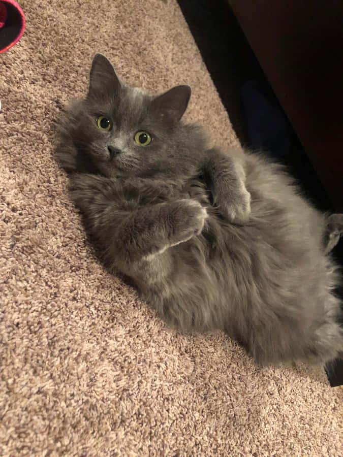 A Beautiful Nebelung Cat Resting Outdoors Wallpaper