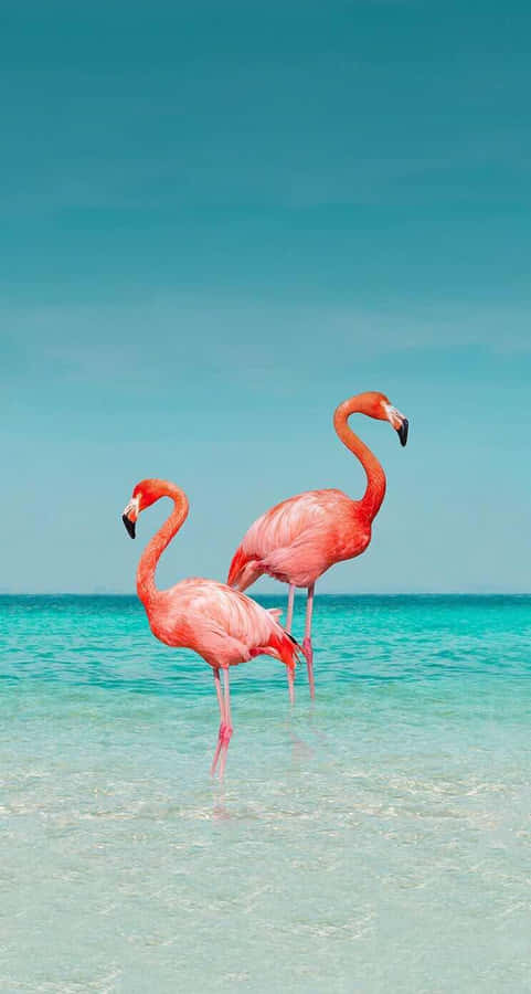 A Beautiful Photograph Of A Flamingo On An Iphone Wallpaper