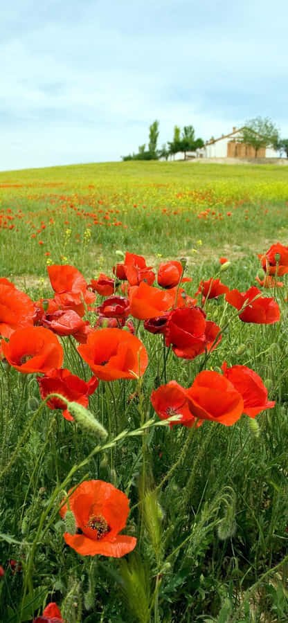 A Beautiful Red Poppy Field At Sunset Wallpaper