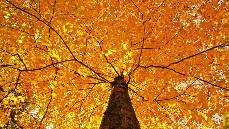 A Beautiful Shot Of Fall Foliage In Its Full Glory Wallpaper