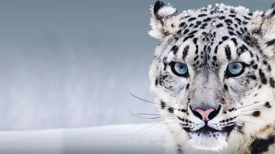 A Beautiful Snow Leopard Standing Atop A Precipice Wallpaper