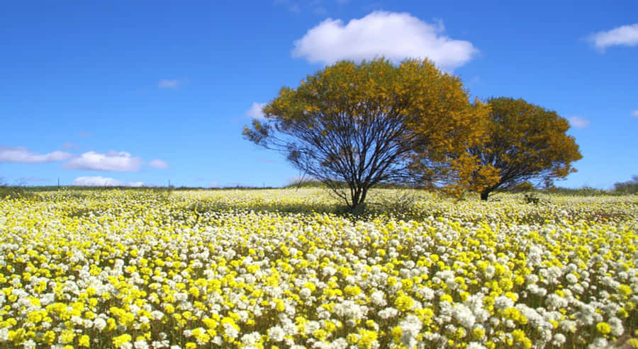 A Beautiful Spring Day With Blooming Flowers And Blue Skies Wallpaper