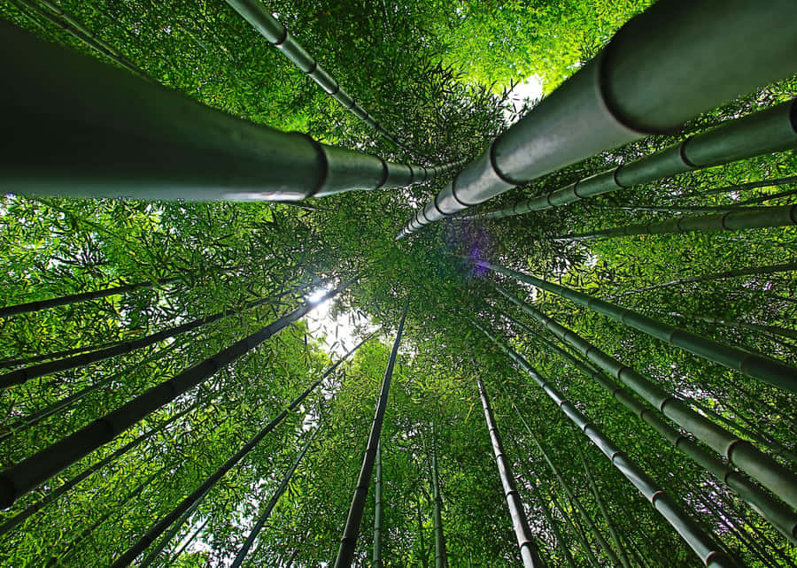 A Beautiful Sunlit Mountain Landscape. Wallpaper