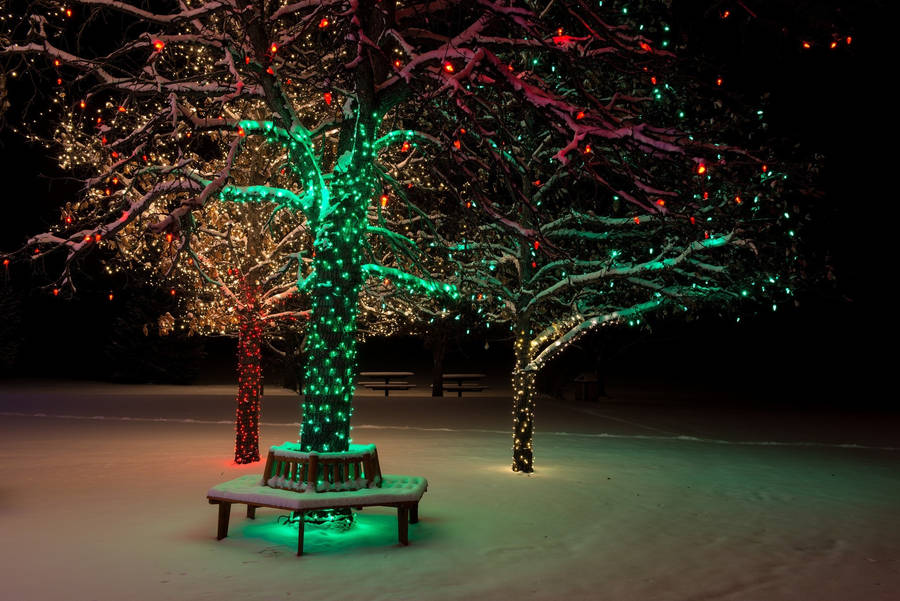 A Beautiful Tree Lit Up With Christmas Lights In A Snowy Park Wallpaper