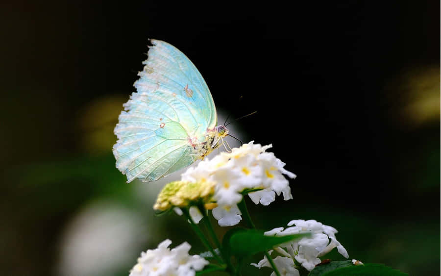 A Beautiful White Butterfly Peacefully Perched On A Leaf. Wallpaper