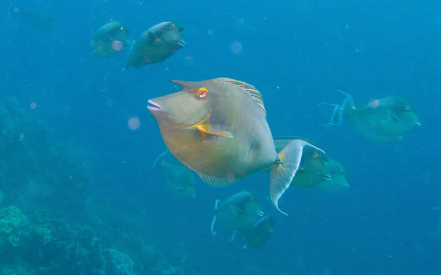 A Beautifully Crafted 3d Fish Swimming Serenely In Crystal-clear Waters. Wallpaper