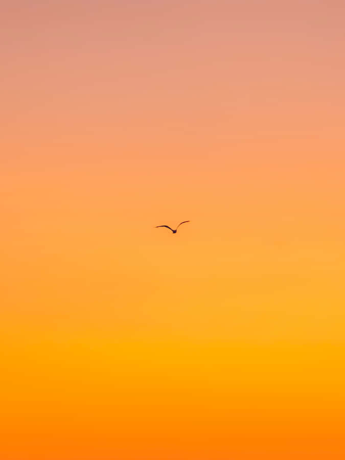 A Bird Flying In The Sky At Sunset Wallpaper
