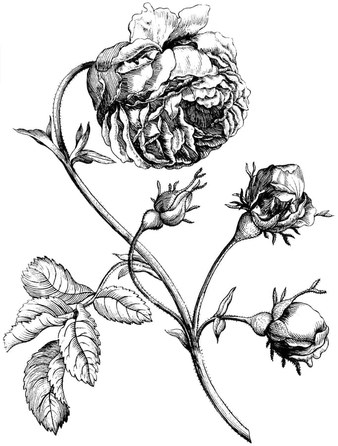 A Black And White Drawing Of A Bird In Flight Wallpaper