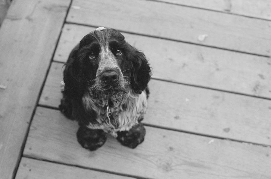 A Black Cocker Spaniel Puppy Looks Lovingly Into The Camera Wallpaper
