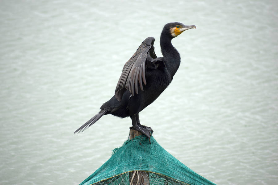 A Black Duck Floating With Its Wings Spread Wide Wallpaper