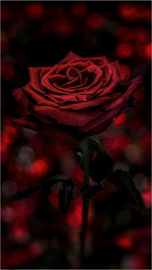 A Black Rose That Stands Out Against And Complements The Aesthetically Pleasing Blue And White Swirls. Wallpaper