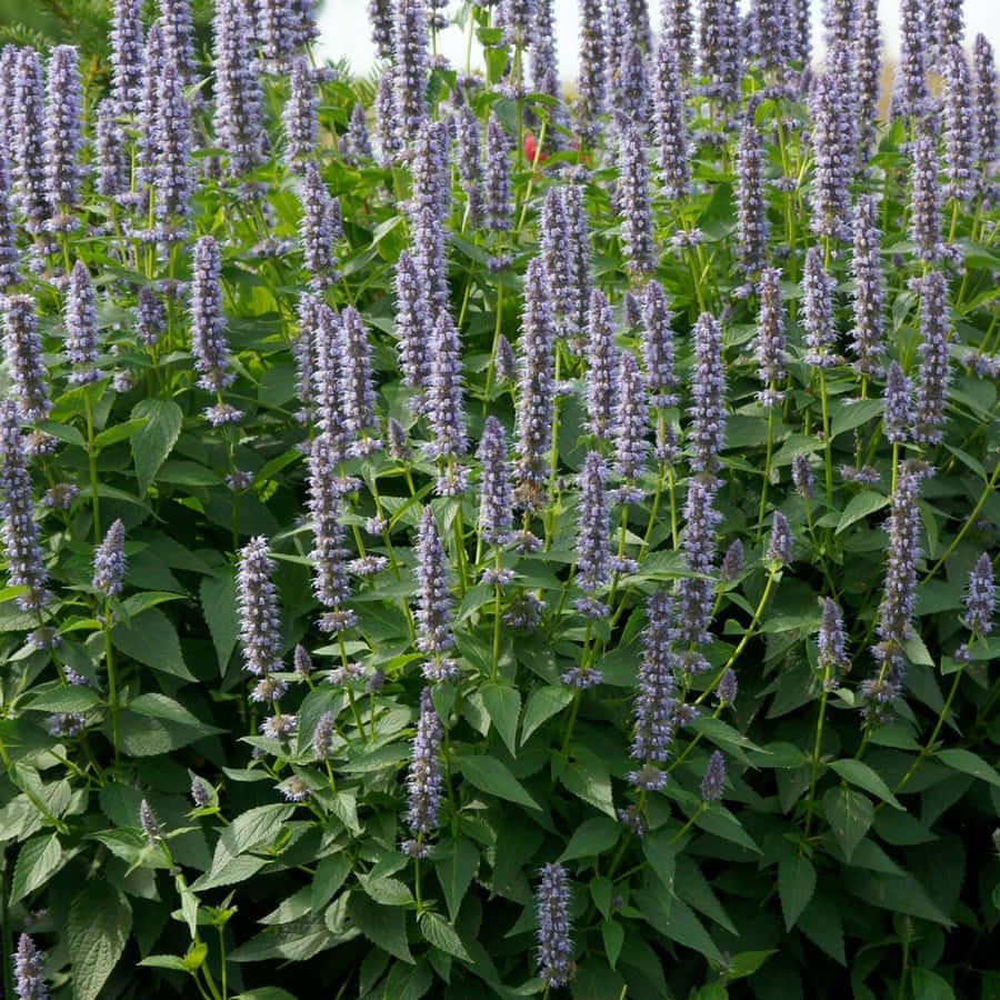 A Bowl Of Delicious Purple Licorice Wallpaper