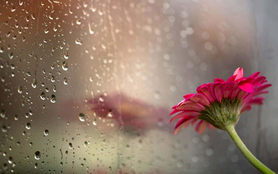 A Breath Of Fresh Air In Spring Rain Wallpaper
