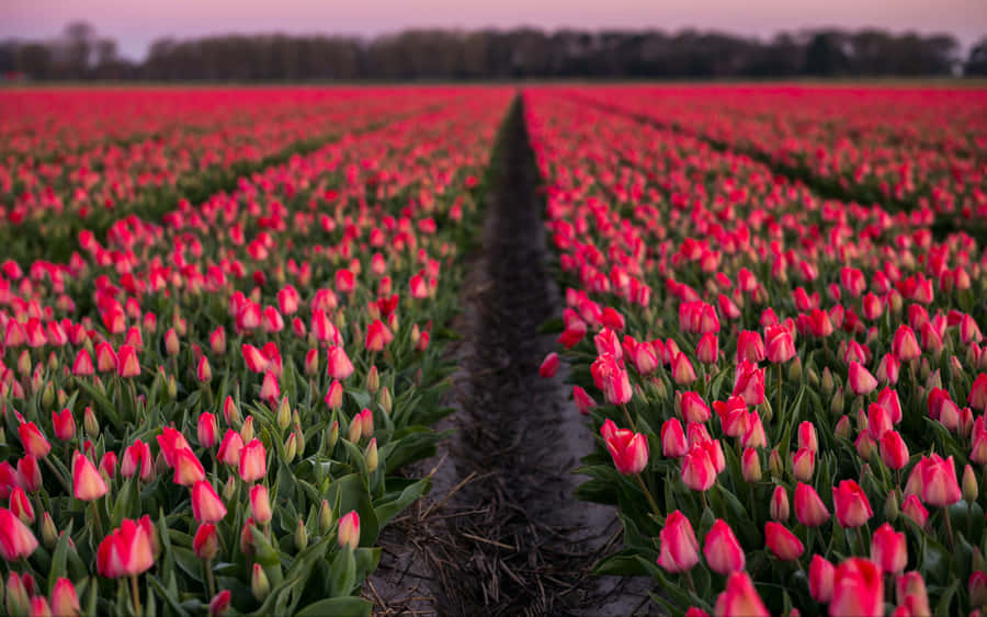 A Breathtaking Expanse Of Tulip Field In Full Bloom With A Beautiful Orange And Yellow Sunset Background Wallpaper
