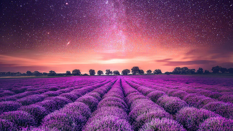 A Breathtaking View Of A Lavender Field At Dusk Wallpaper