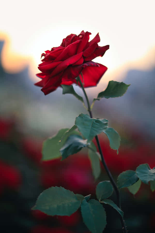 A Bright And Fragrant Cute Rose Wallpaper