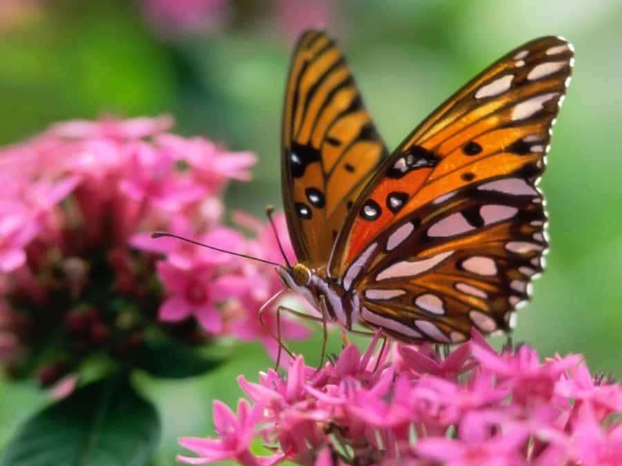 A Bright Butterfly Emerges From The Cocoon Wallpaper