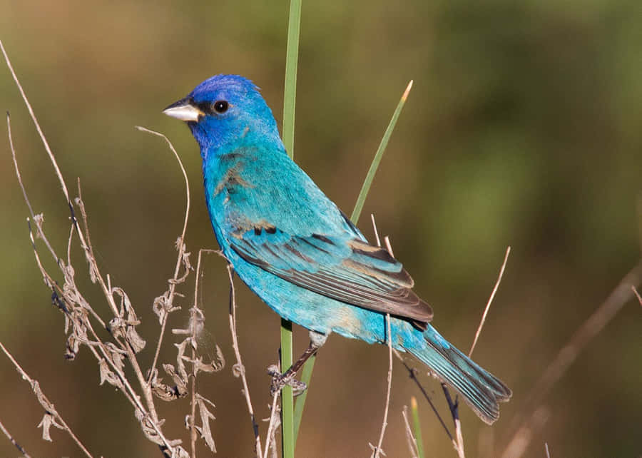 A Bright, Invigorating Indigo Blue Color Evokes Tranquility And Relaxation Wallpaper